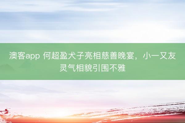 澳客app 何超盈犬子亮相慈善晚宴，小一又友灵气相貌引围不雅